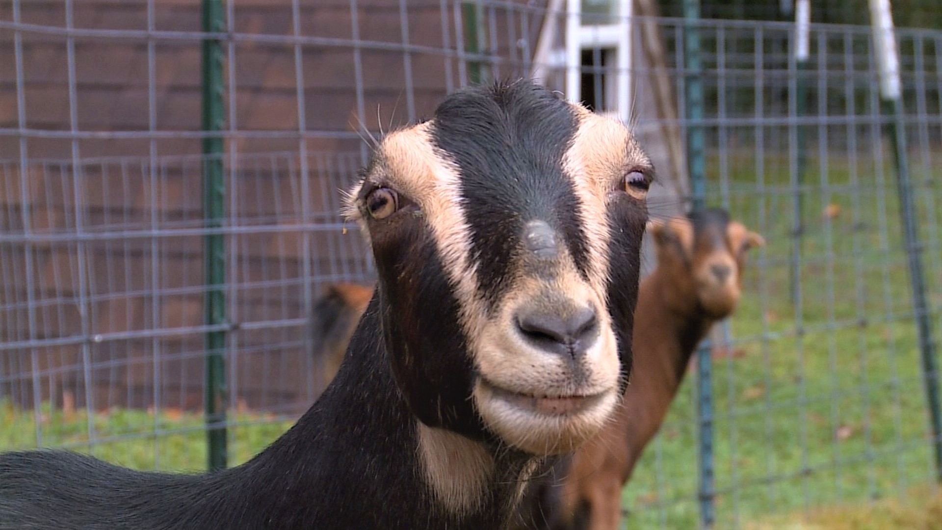 Puget Sound Goat Rescue has been up and running  since 2001 -- and they've garnered quite the social media following