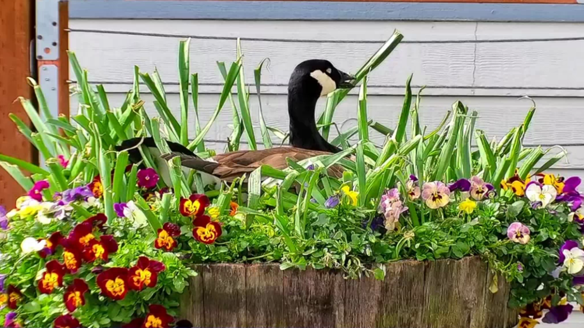 Stella the Goose is a Tides Tavern regular -- she raises a family in one of their planters every year! #k5evening