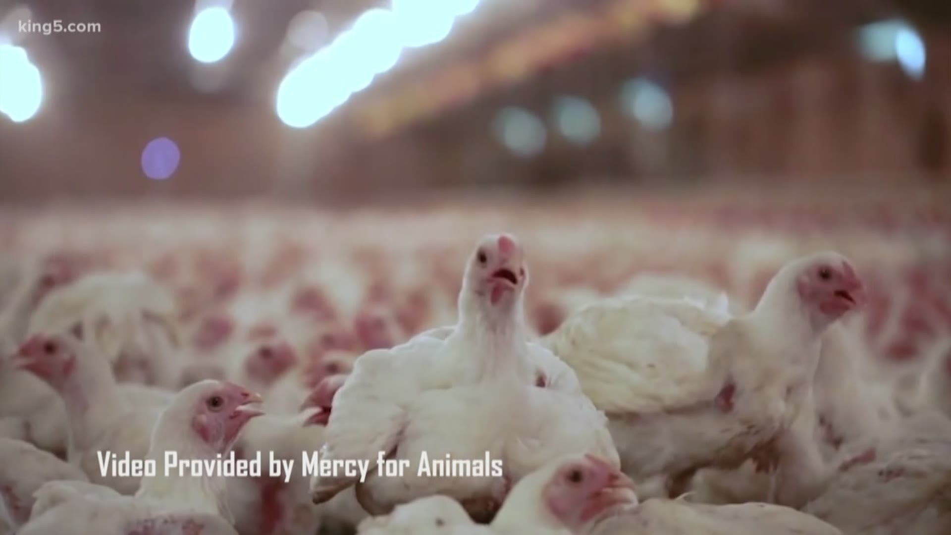What a TEDxSeattle speaker learned from going undercover into the animal  farming industry 