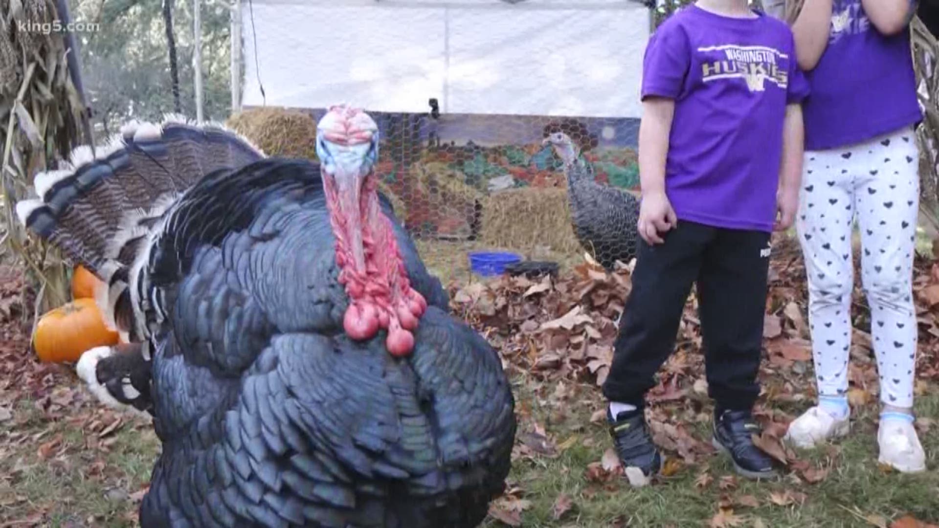 Two turkeys living in Normandy Park are the faces of a food drive to support Seattle's Union Gospel Mission.