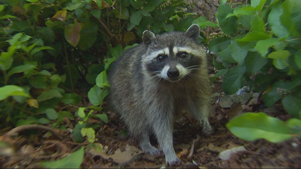 Raccoon Causes Widespread Power Outage In South Seattle 0188