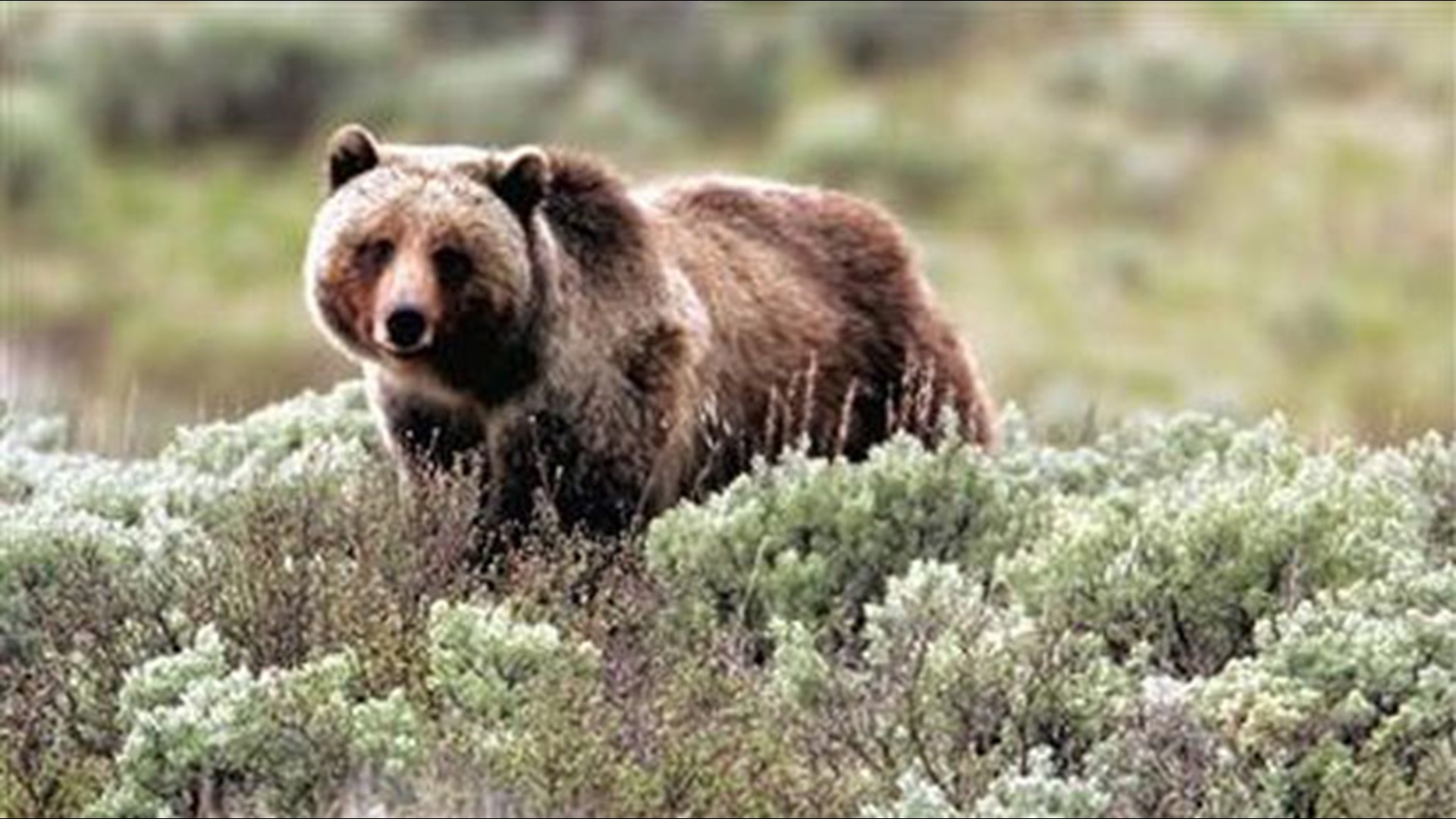 Feds Seeking Input On North Cascades Grizzly Bear Plan | King5.com