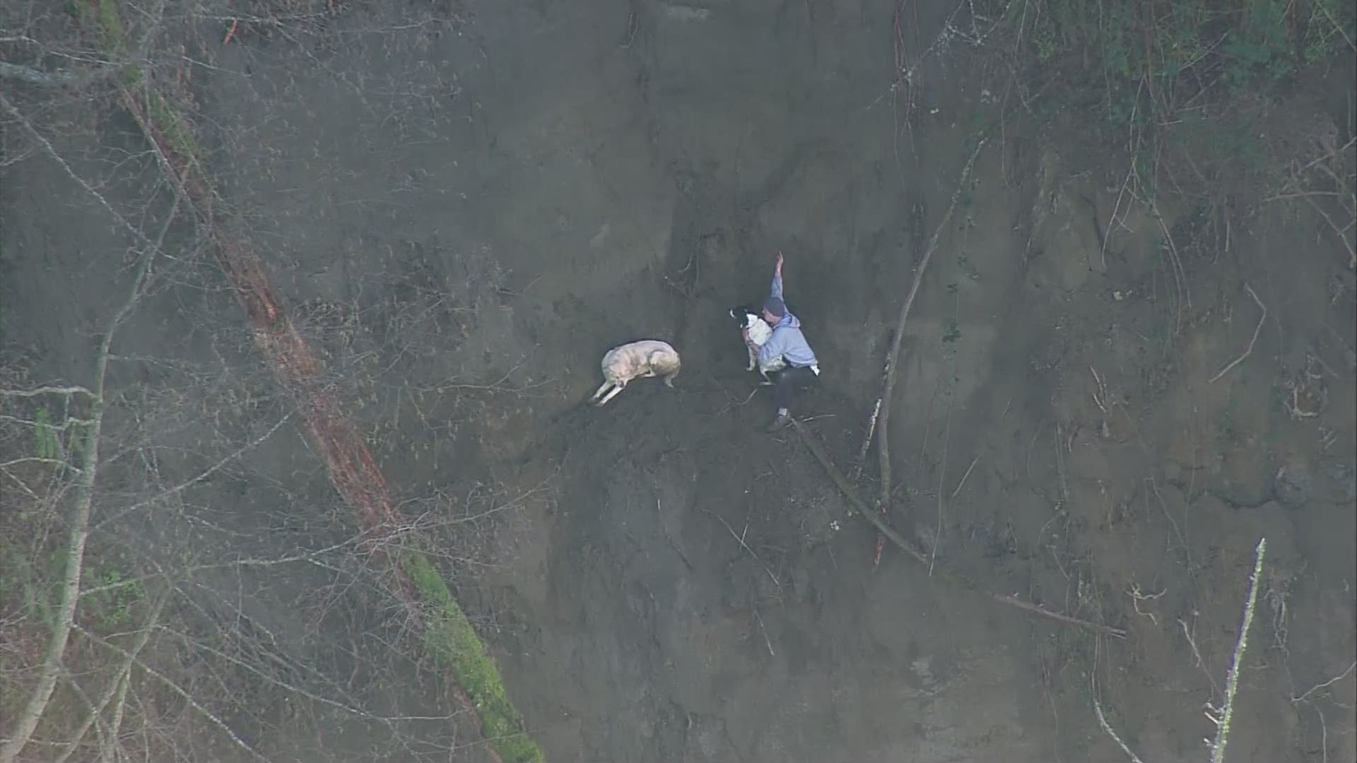 A person and 2 dogs needed to be rescued after they got stuck on a hillside near Point Defiance Park.