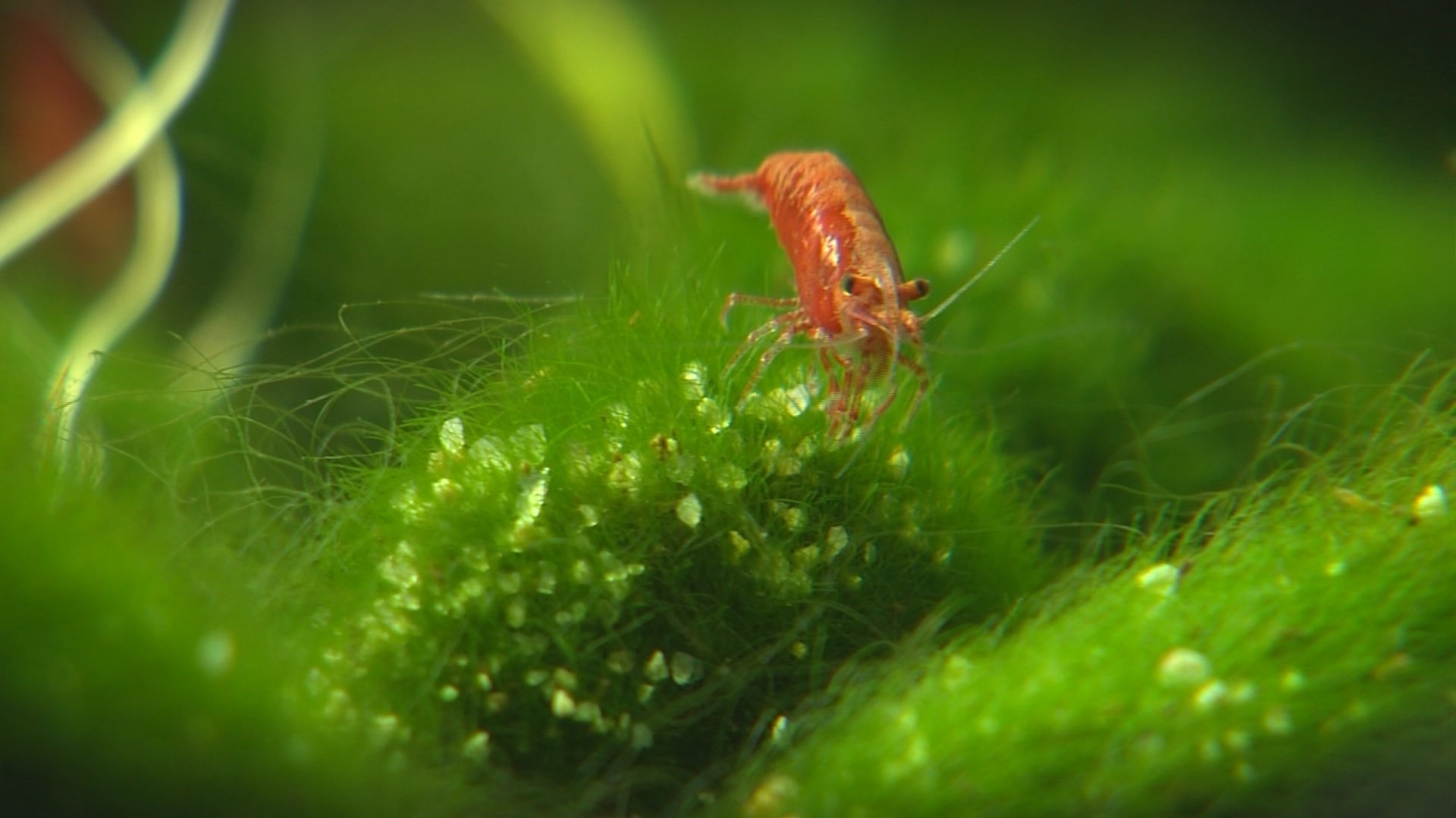 Aquarium Zen in Seattle helps people find zen through aquascapes