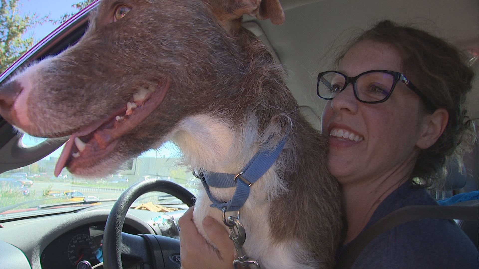 Adorable social media campaign helps shelter dogs find new homes ...