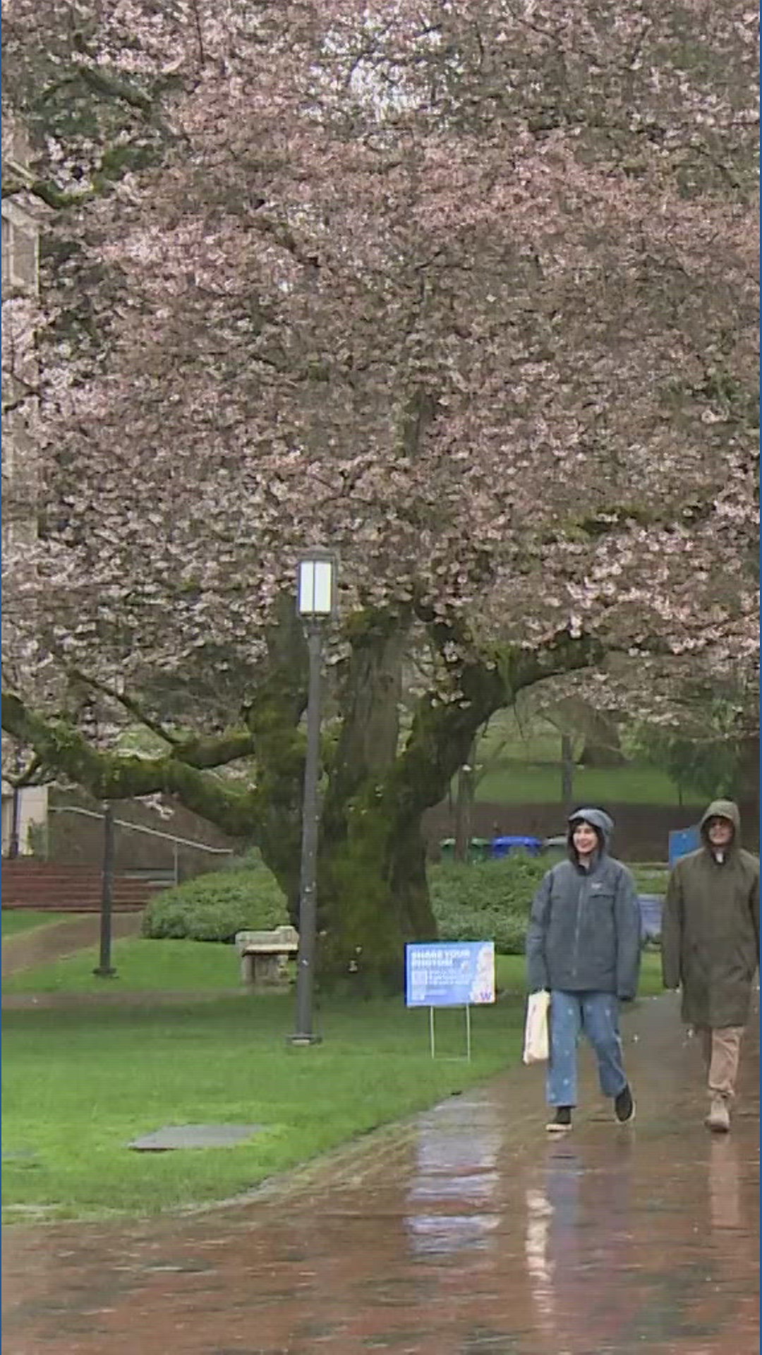 This is when University of Washington cherry trees will hit peak bloom