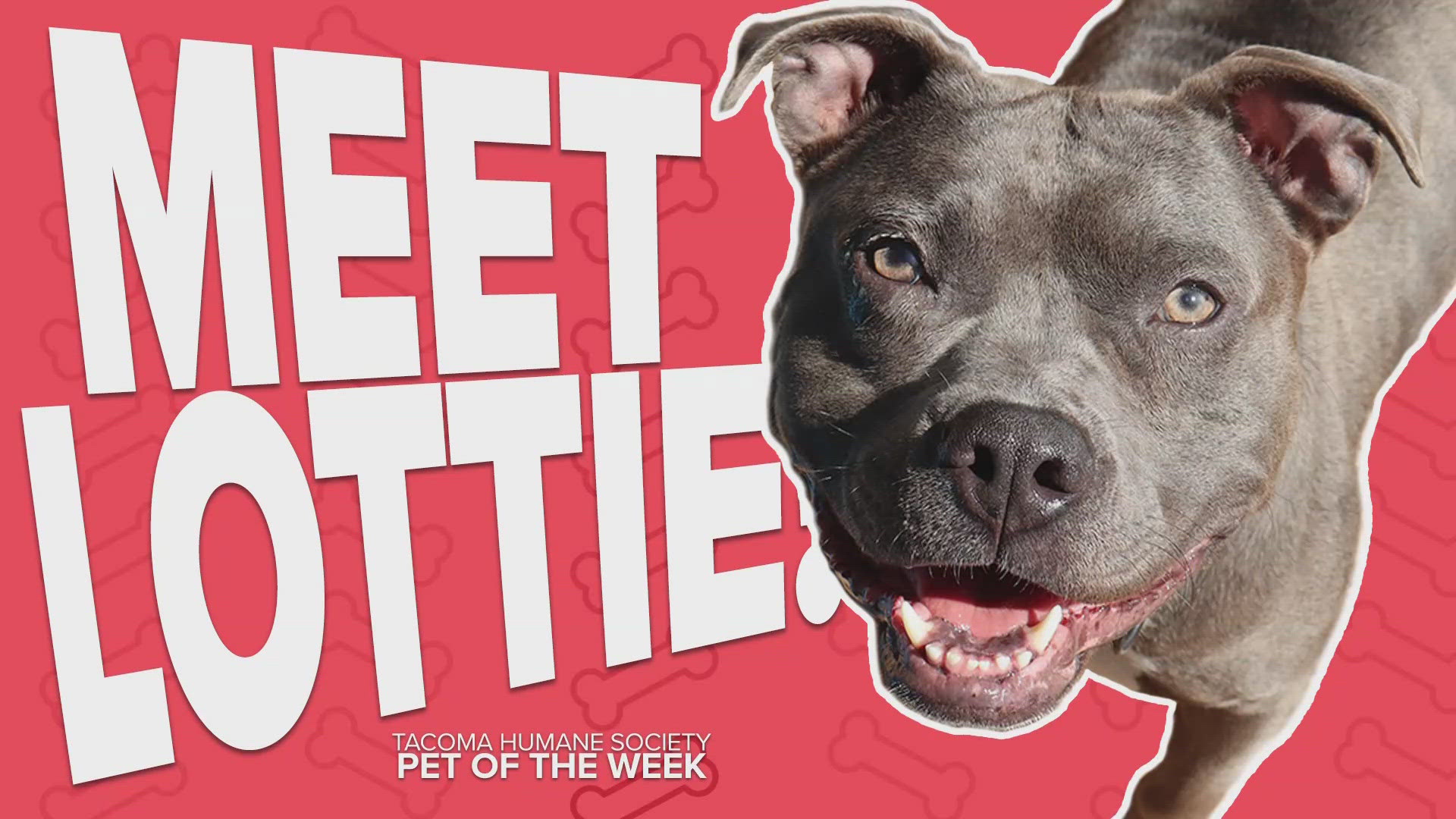 This week's featured adoptable pet is Lottie!