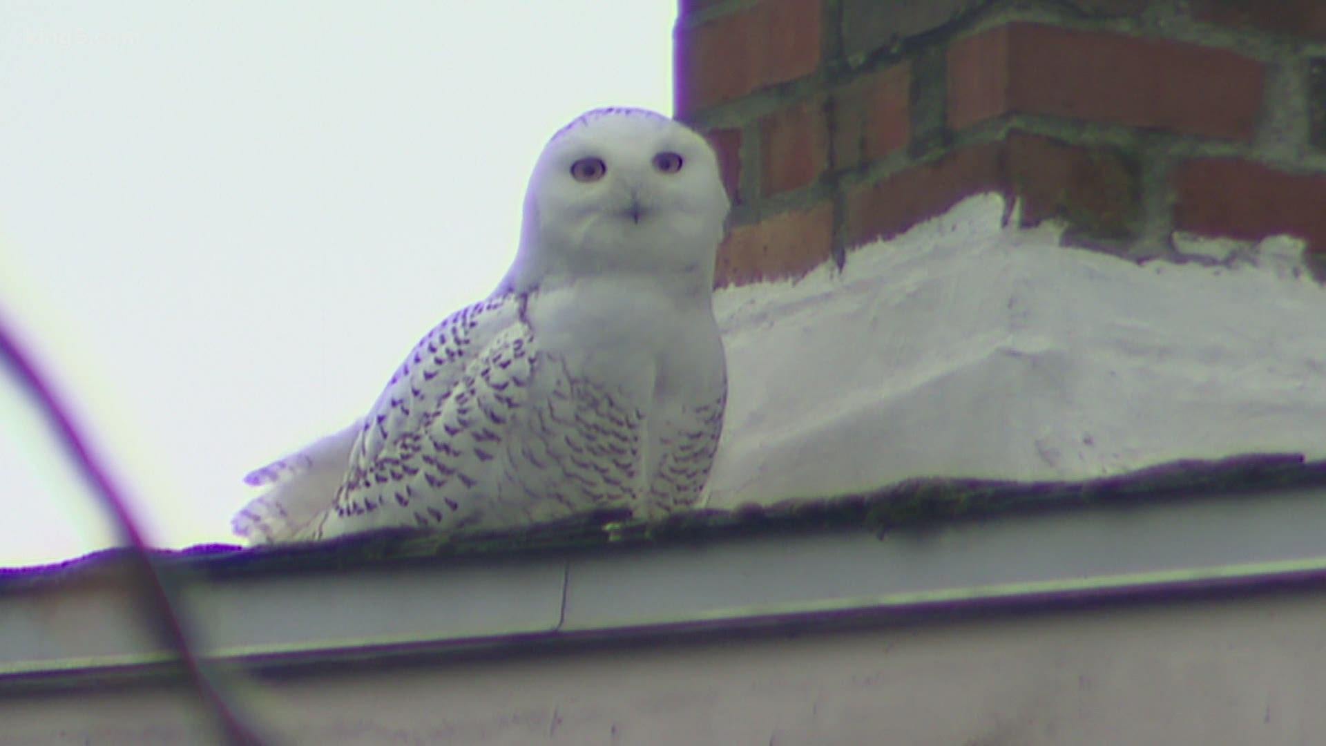 The owl rarely seen this far south has been drawing crowds to the Queen Anne neighborhood. "It's exciting to see a bird that's usually up in the frozen tundra."