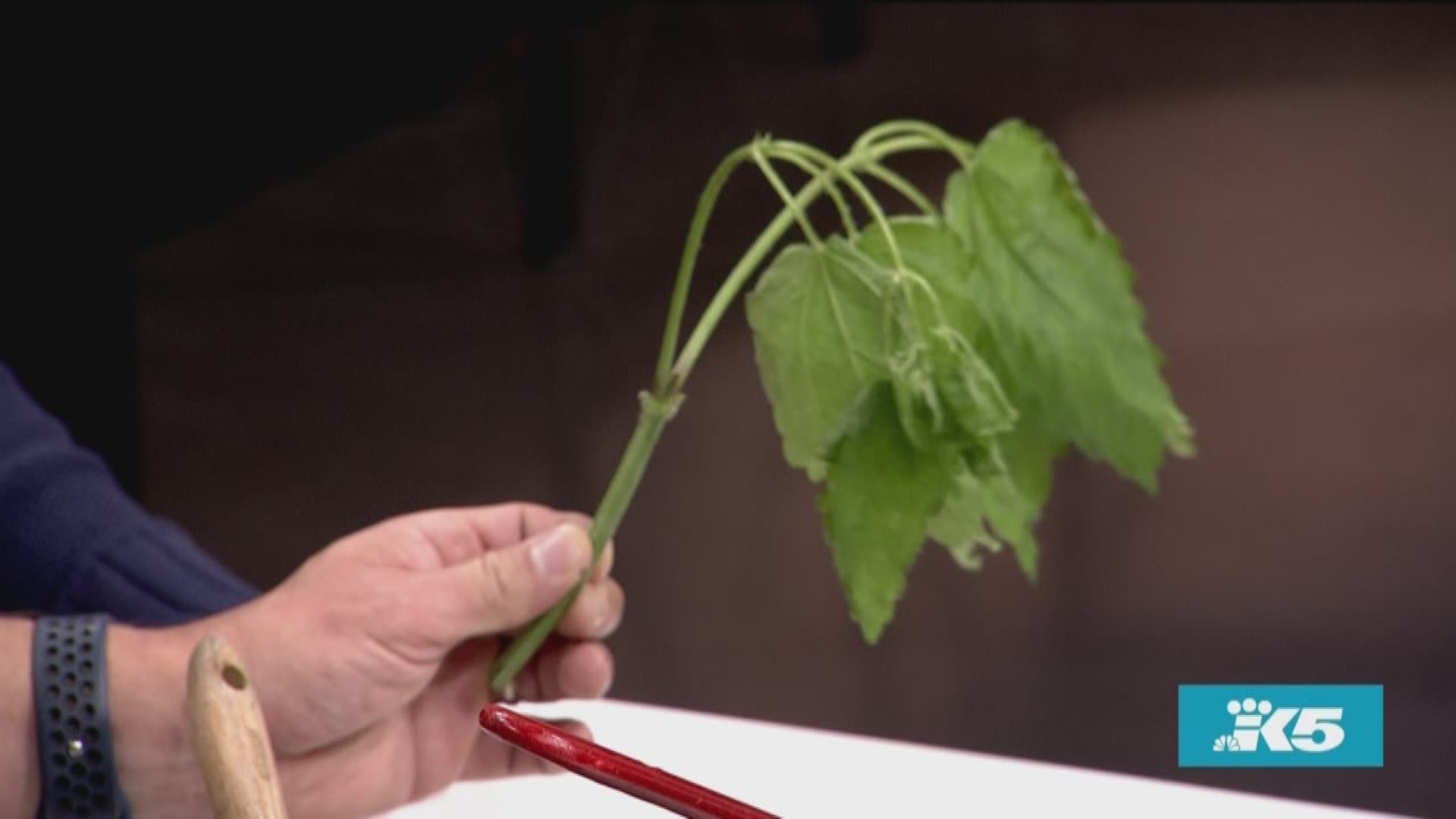 An Edmonds chef is gaining a reputation for tromping into the woods, foraging for plants, and turning it into a gourmet work of art.