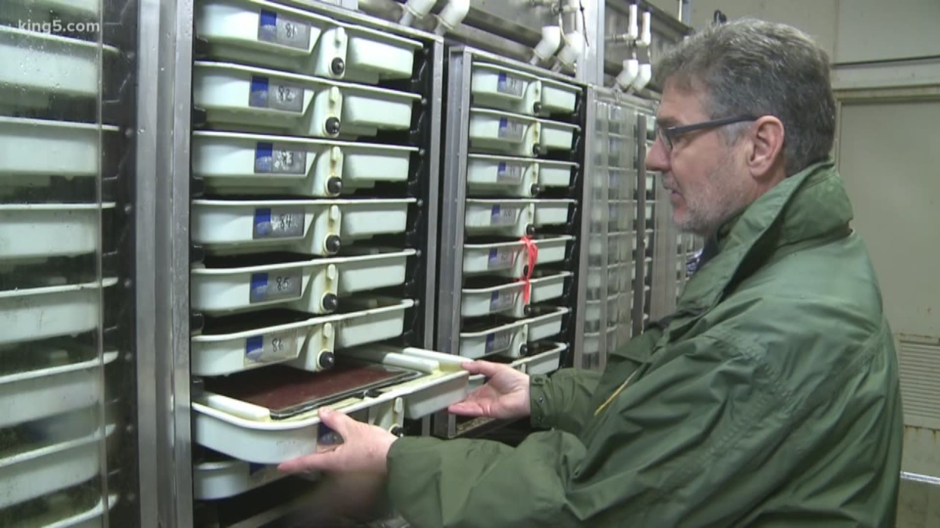 KING 5's Alison Morrow investigates the power outage of over 6 million salmon fry at a hatchery.