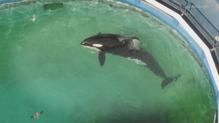 Marine neuroscientist says a concrete tank is an 