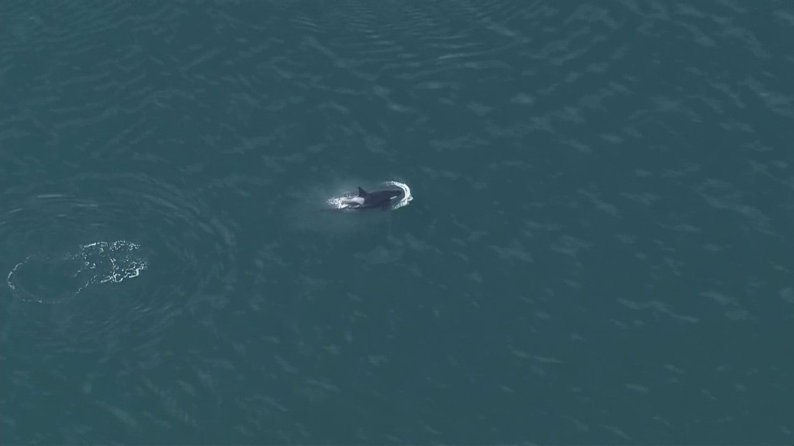All Southern Resident killer whales have been in the Inland Puget Sound for 17 days