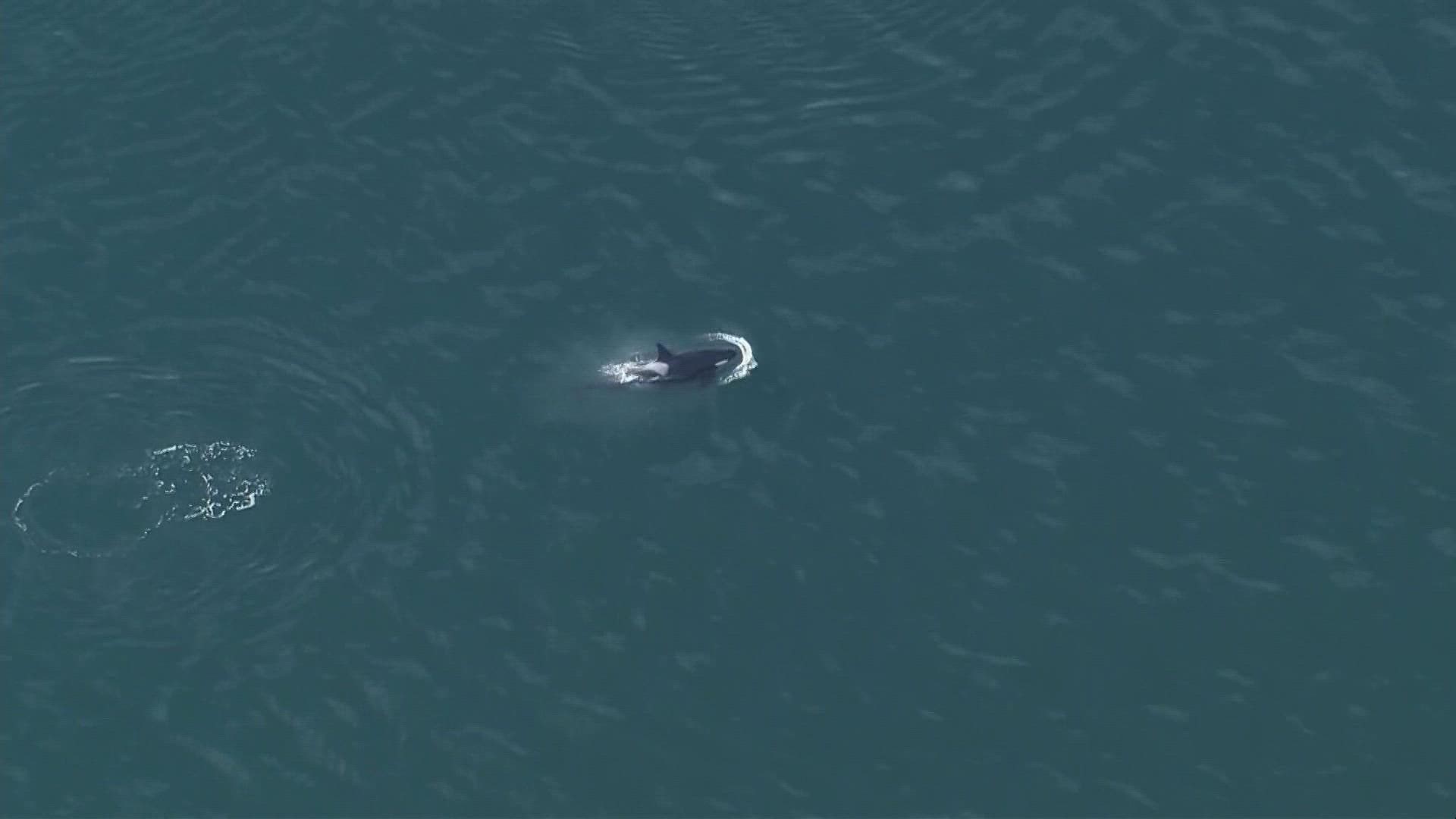 All three orca pods have been in the Puget Sound for over two weeks, according to the Orca Behavior Institute.