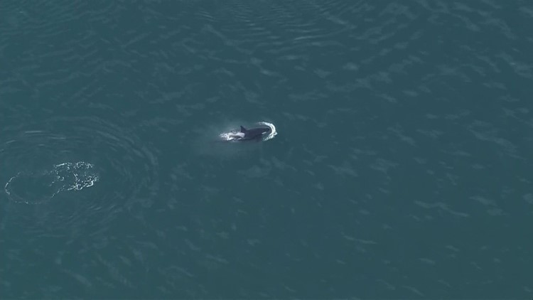 Southern Resident orcas spotted in Salish Sea for more than two weeks