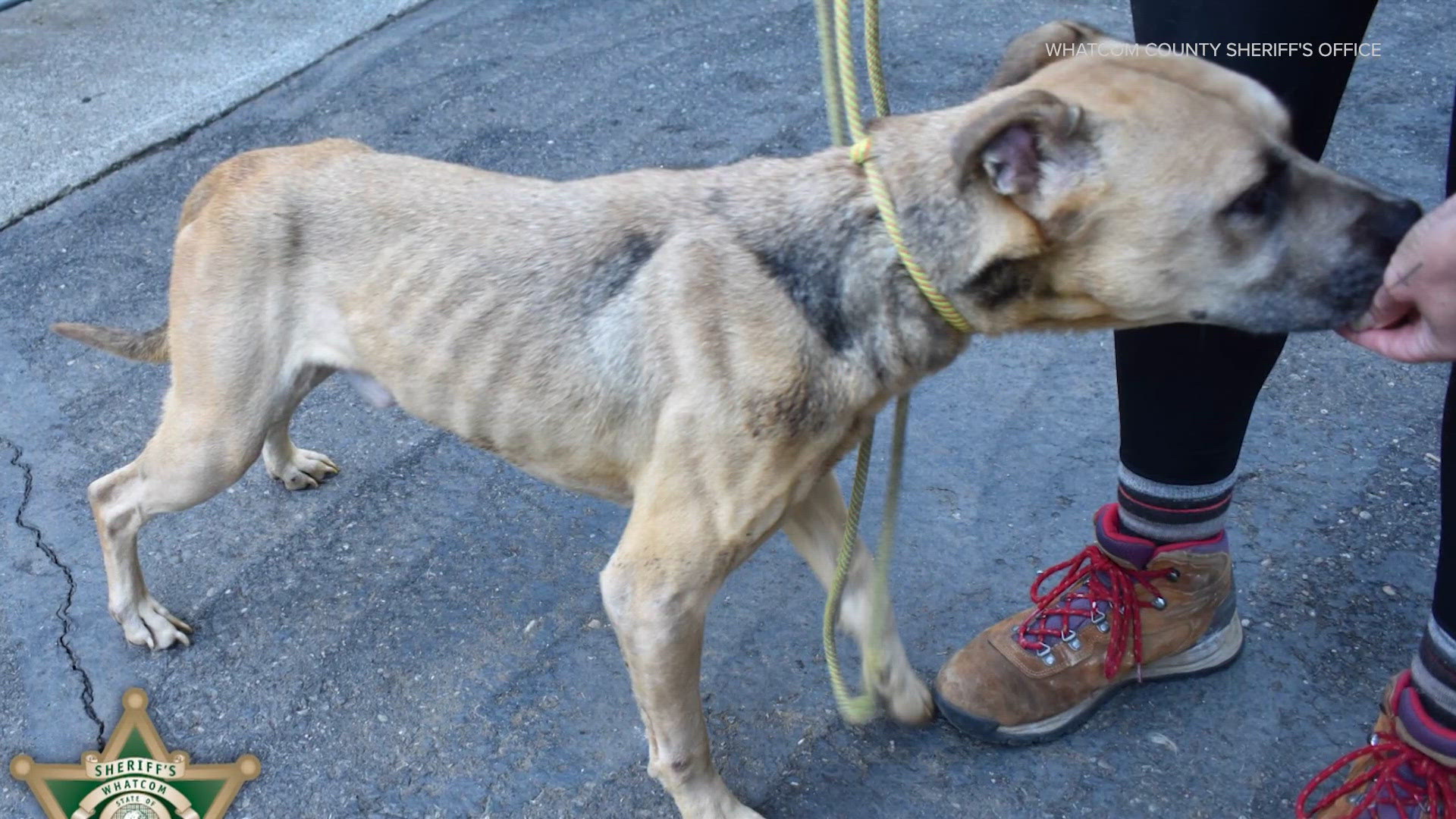 Pittie Project PNW founder faces 30 animal cruelty charges | king5.com