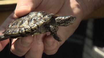 The Pierce County pond where turtles are fighting to make a comeback