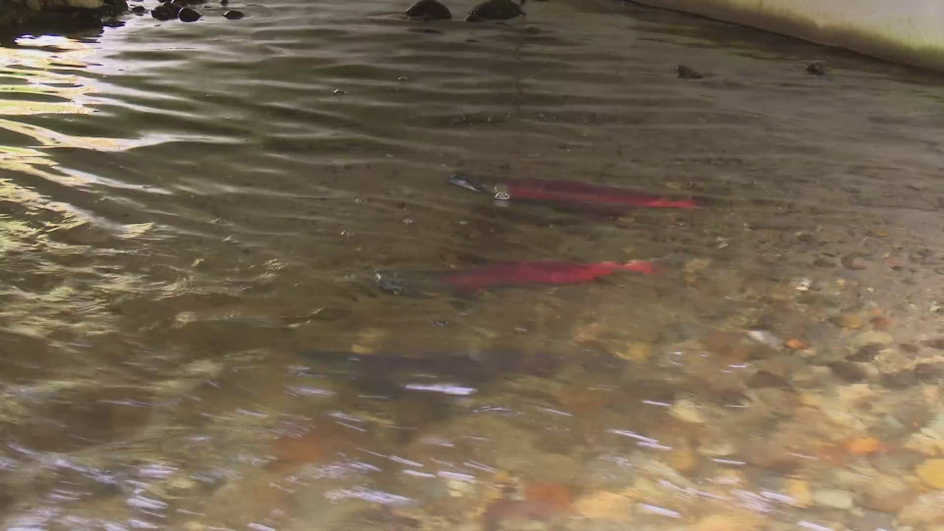 More than 6,800 adult kokanee salmon have returned to Lake Sammamish this year, a surge that hasn't been seen in years.