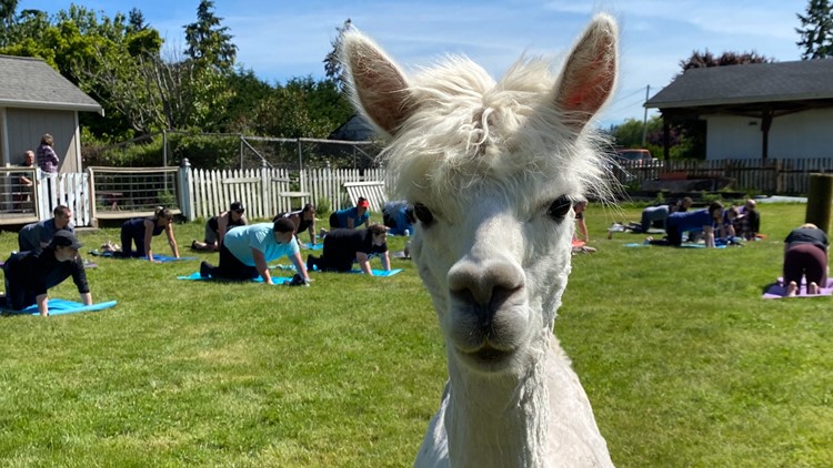 Rest and relax amongst rescued alpacas at Firwood Farm in Fife