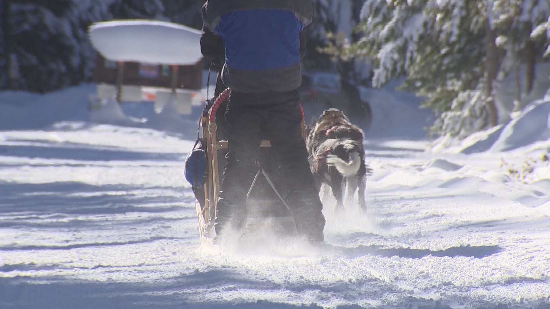 Lots of people ski, snowboard or snowshoe, but have you ever considered dog sledding?