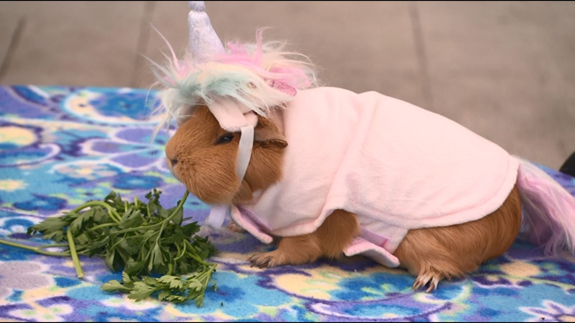 Queen Anne teacher brings joy to students with guinea pigs