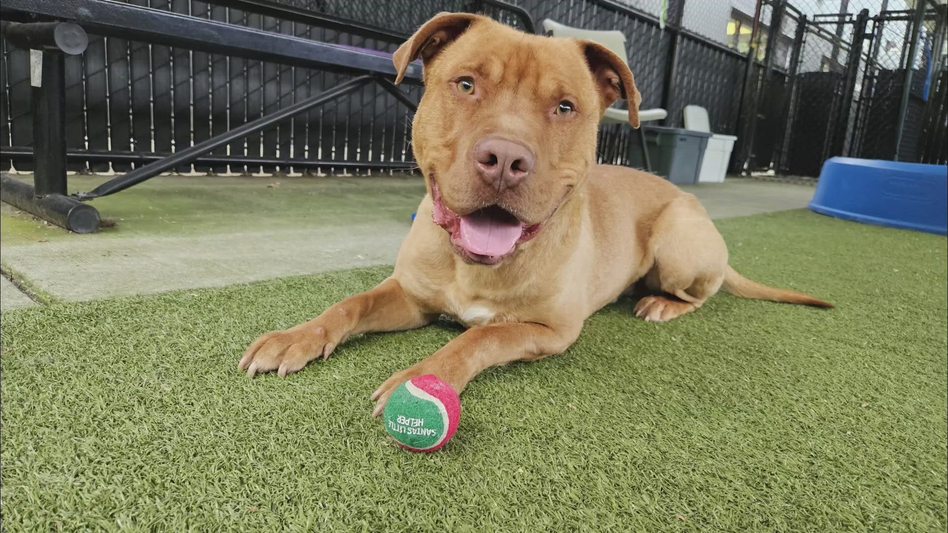KING 5 is featuring several Seattle area dogs and cats in need of homes in honor of a month-long pet adoption and donation campaign via NBCUniversal Local.