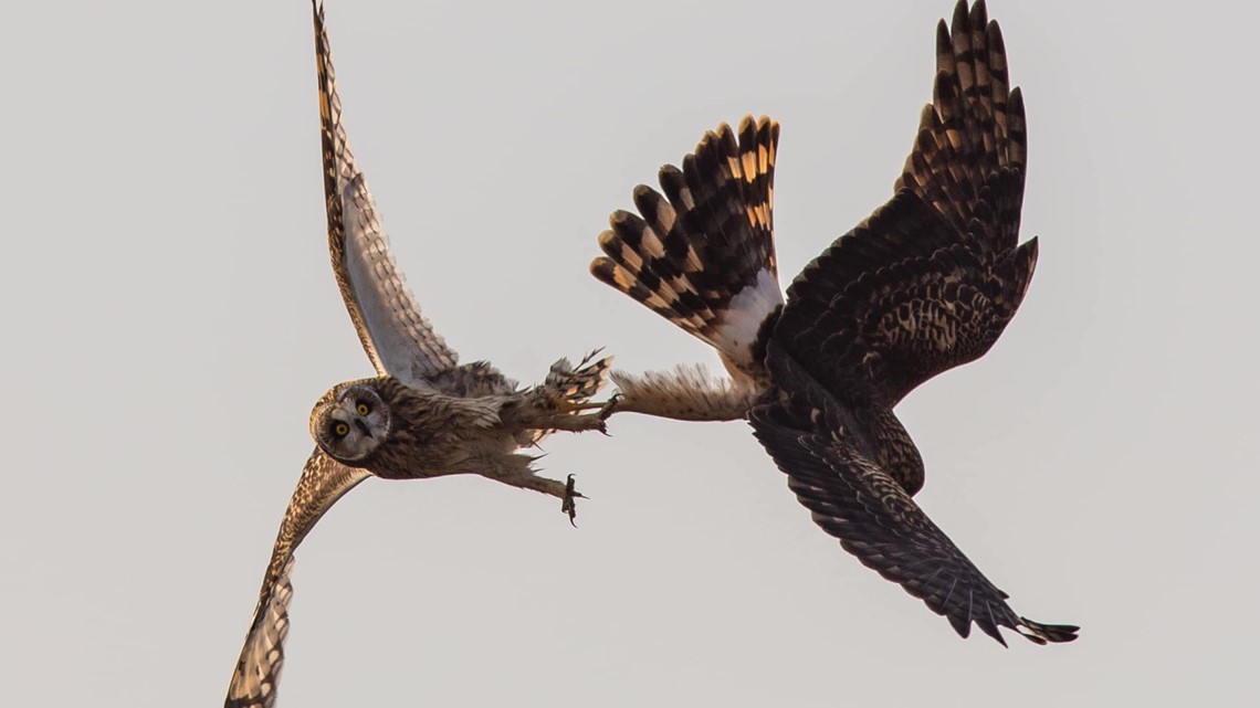 Watch: Bald eagle battles fox for rabbit in skies above San Juan Island