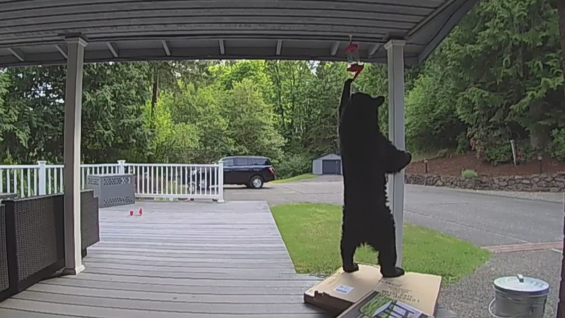 A black bear was spotted roaming Issaquah streets in a video posted by the City of Issaquah.