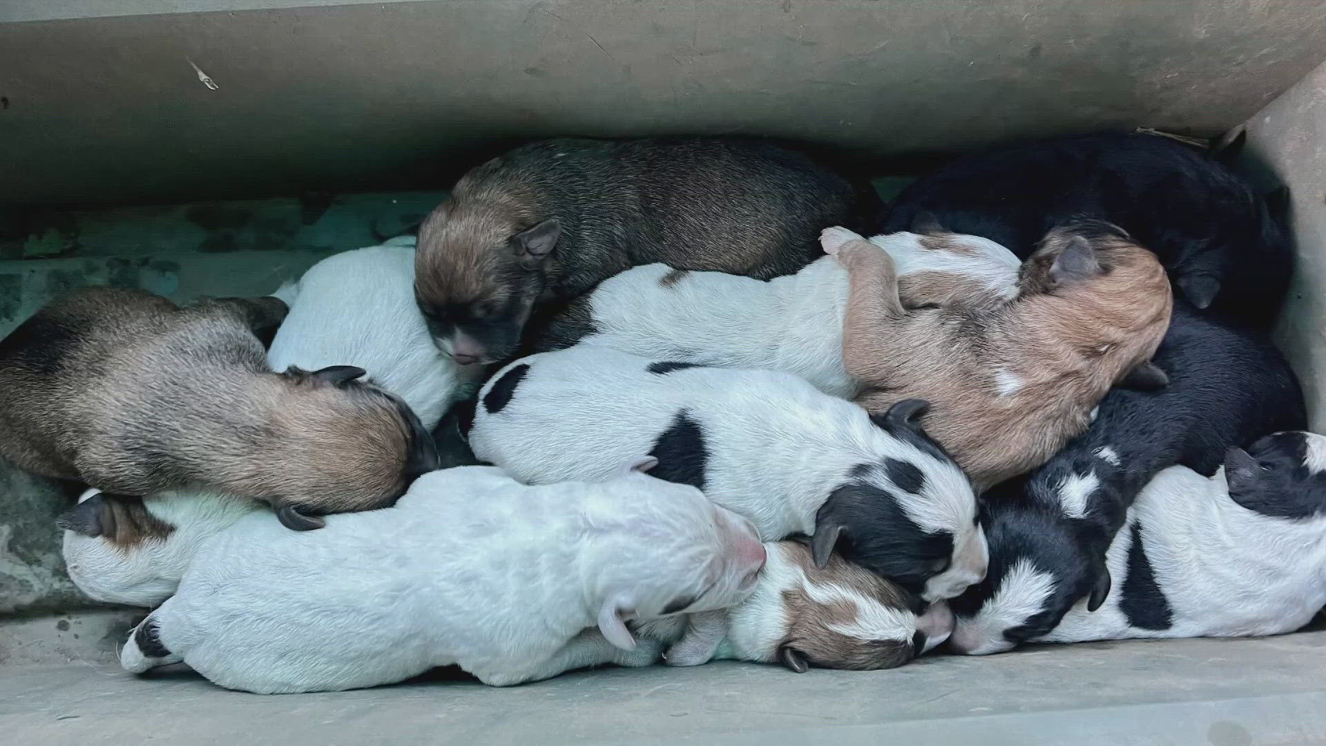 "Forest puppies," 11 of them, were found in a planter box.