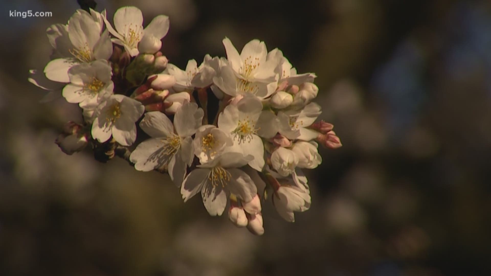 With spring in the air, cherry blossoms are in bloom.  KING 5 Meteorologist Ben Dery has some tips for where to see the best displays around western Washington.