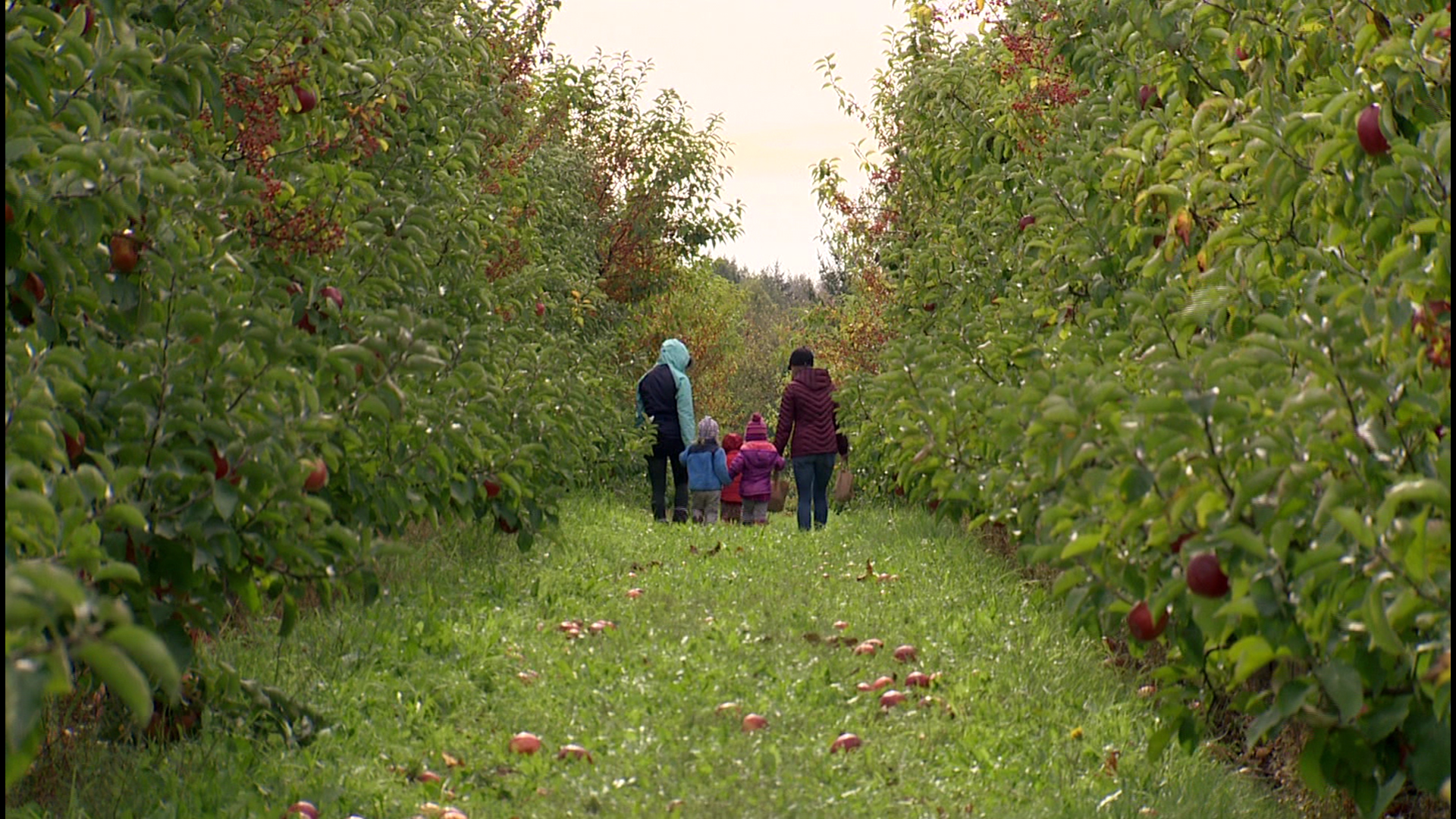 Pick your own of Washington's fruit at Bellewood Farms