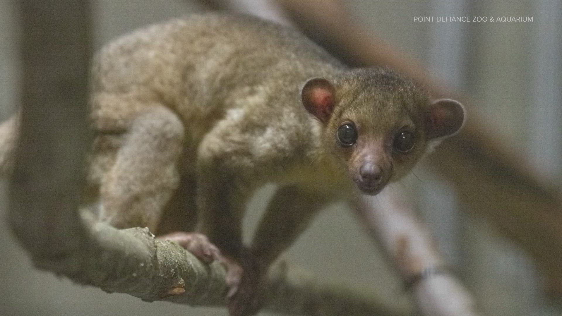 The young kinkajou, a nocturnal rainforest mammal, was found at the Selah Creek Rest Area on June 23.