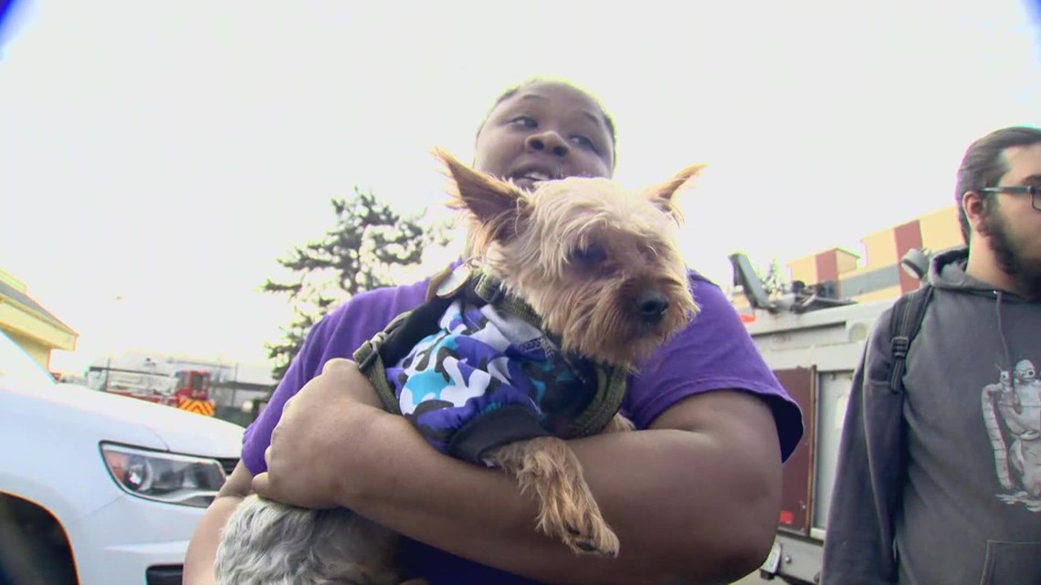 Watch: Crews rescue dogs after fire at dog daycare
