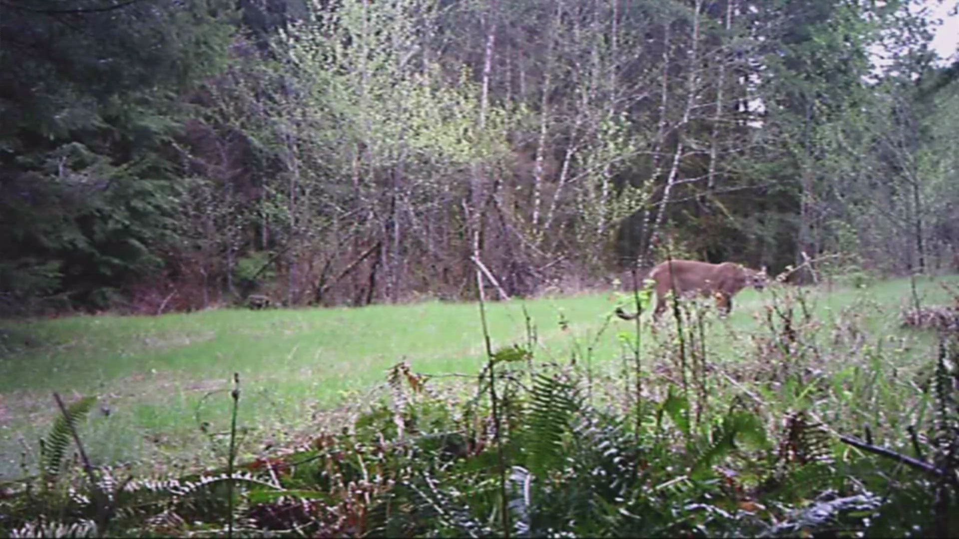 A cougar attacked an 8-year-old in Olympic National Park over the weekend. The child sustained minor injuries.