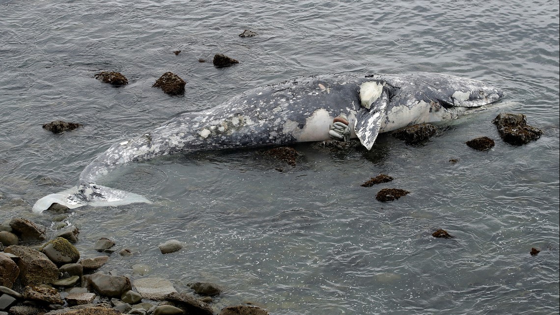 Emaciated gray whale found dead in southern Puget Sound inlet | king5.com