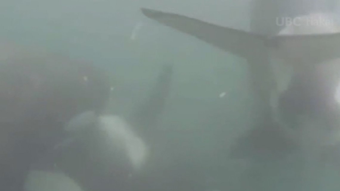 New underwater and aerial footage gives researchers intimate look at orca behavior - KING5.com