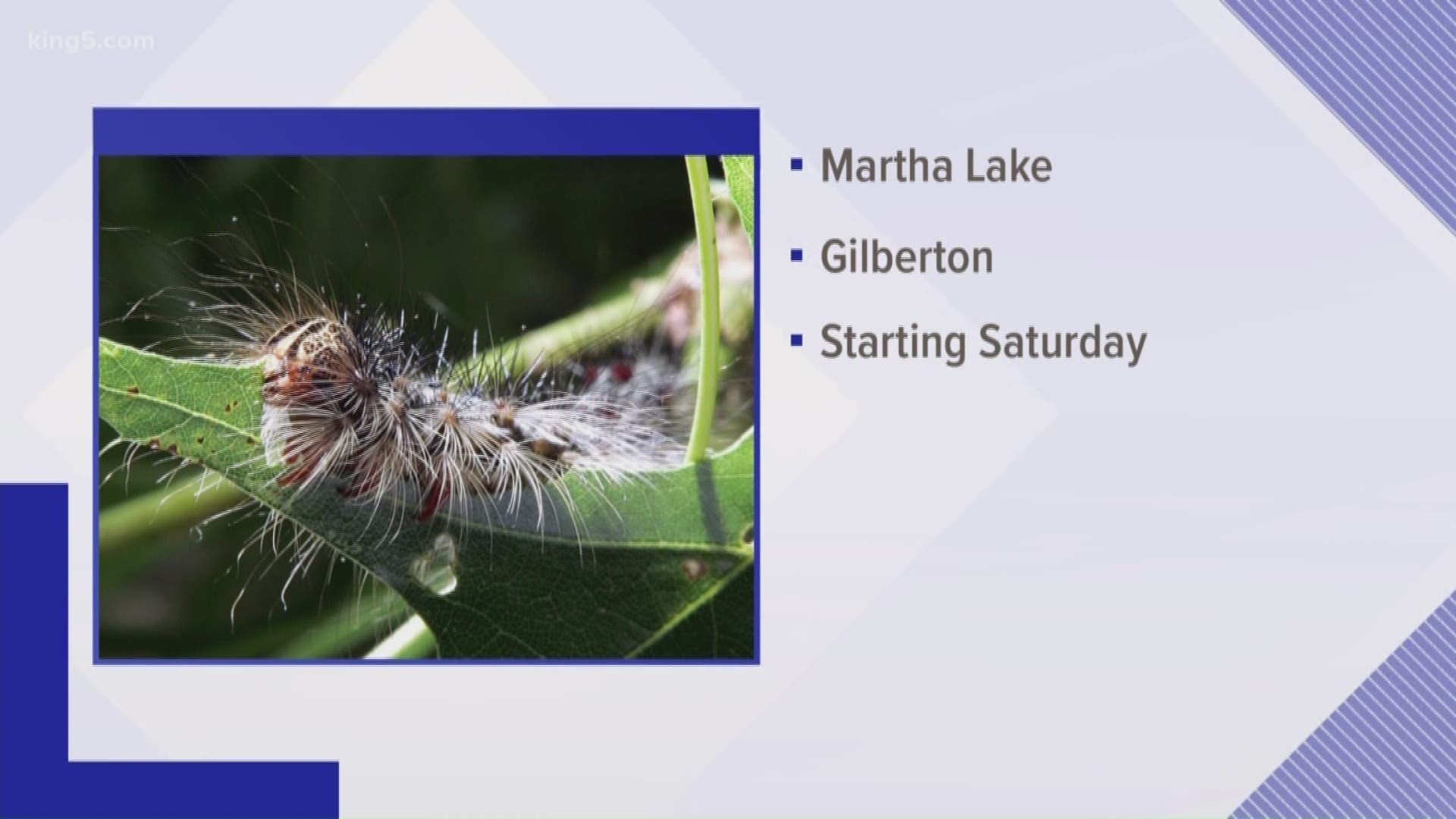 Gypsy moths feed on more than 500 types of plants and trees and are known to wipe out massive agricultural areas around the country.