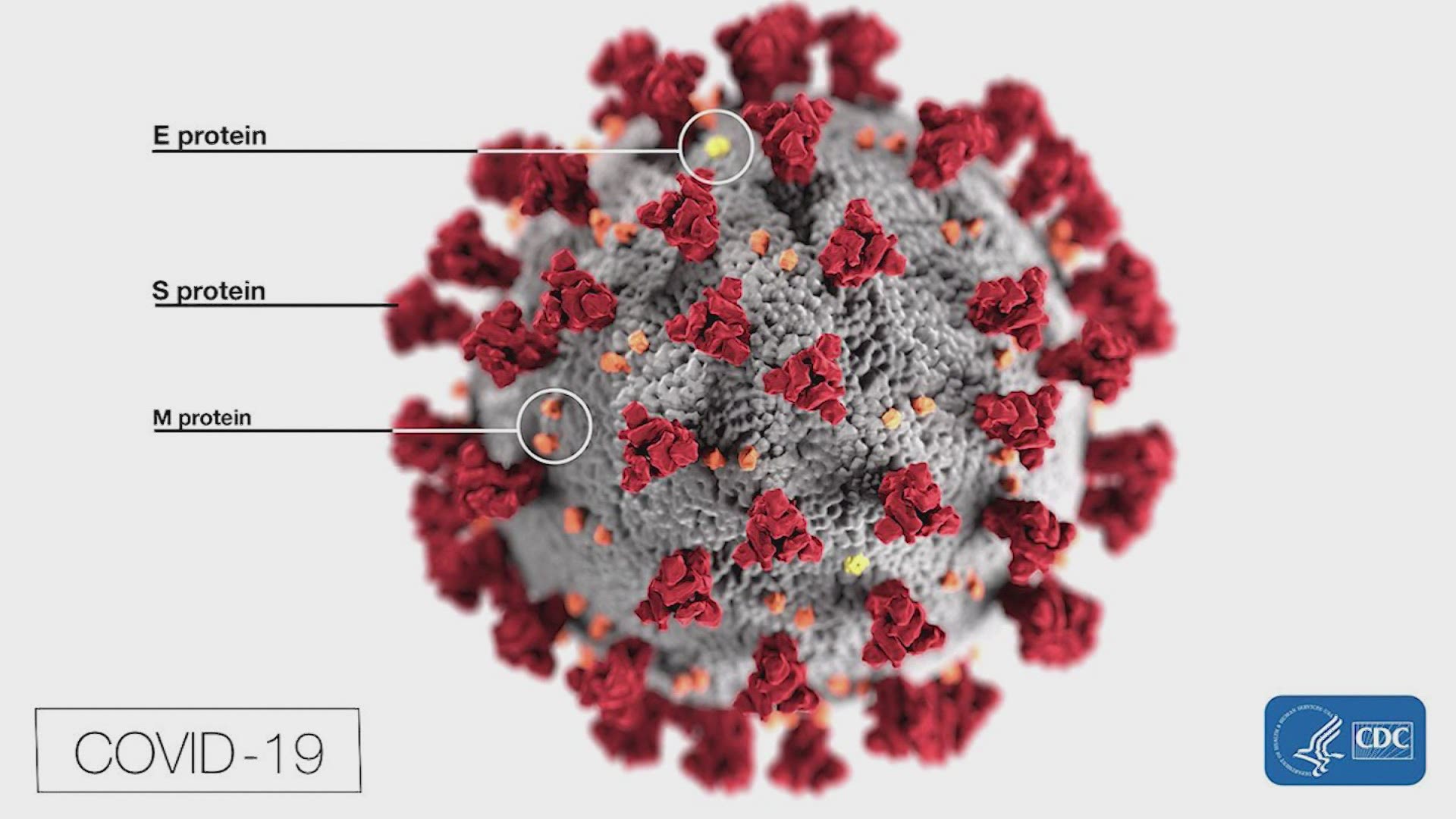 There is major progress on the development of a universal coronavirus vaccine, that could also help protect against some of the common colds, according to experts.