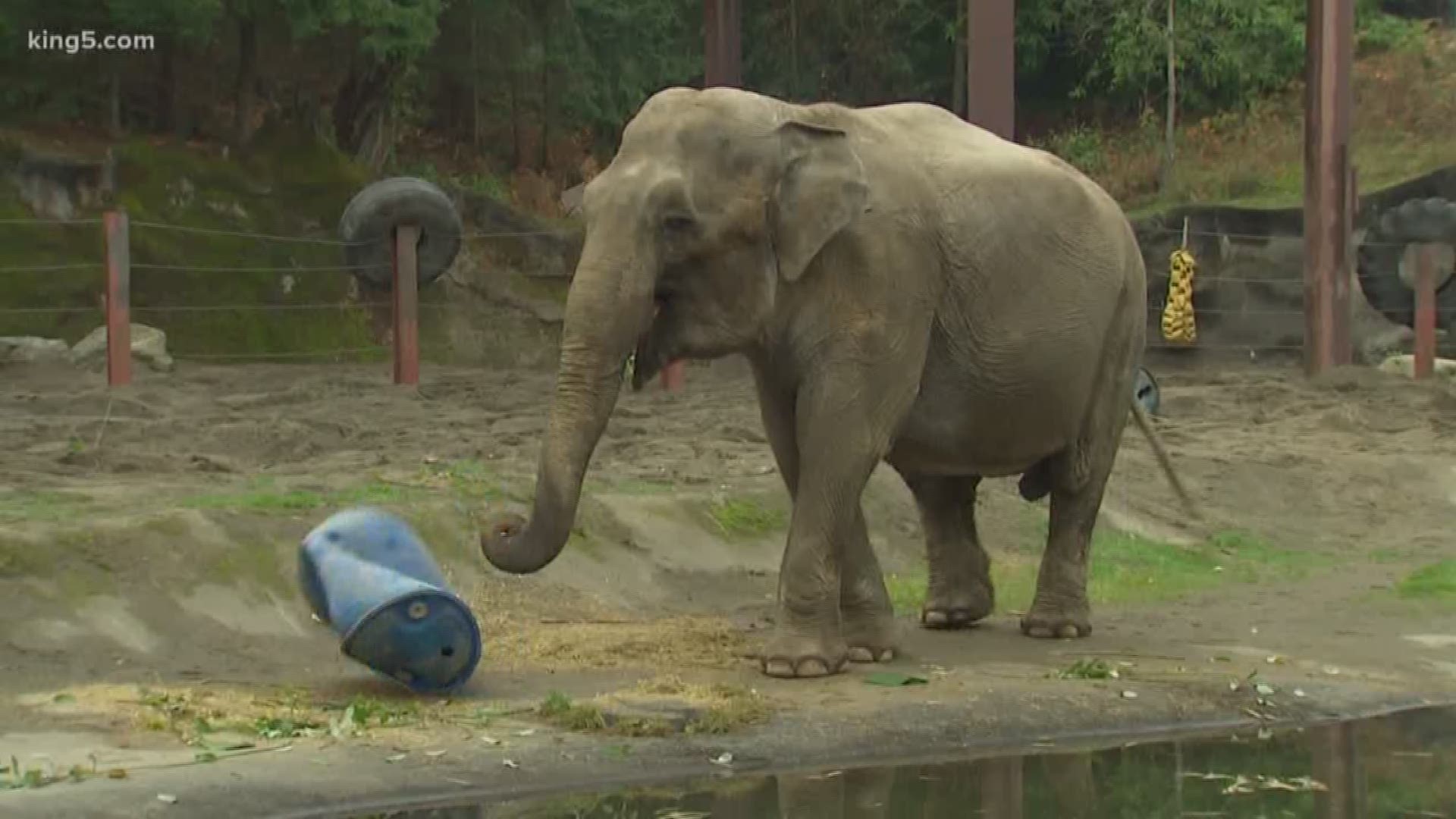 2 elephants at the Point Defiance Zoo tested positive for tuberculosis, but treating it may compromise their immune systems. Zoogoers are not at risk.