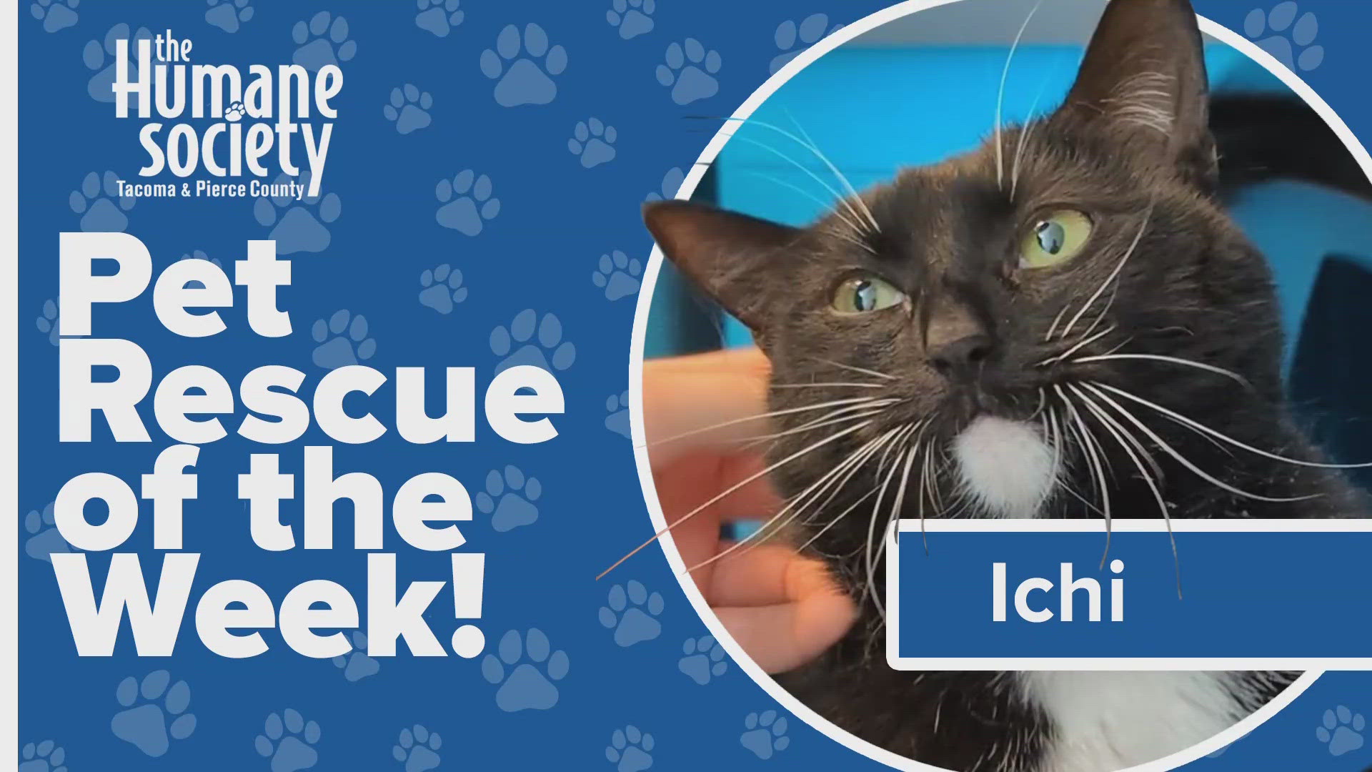 This week's featured adoptable pet is Ichi!
