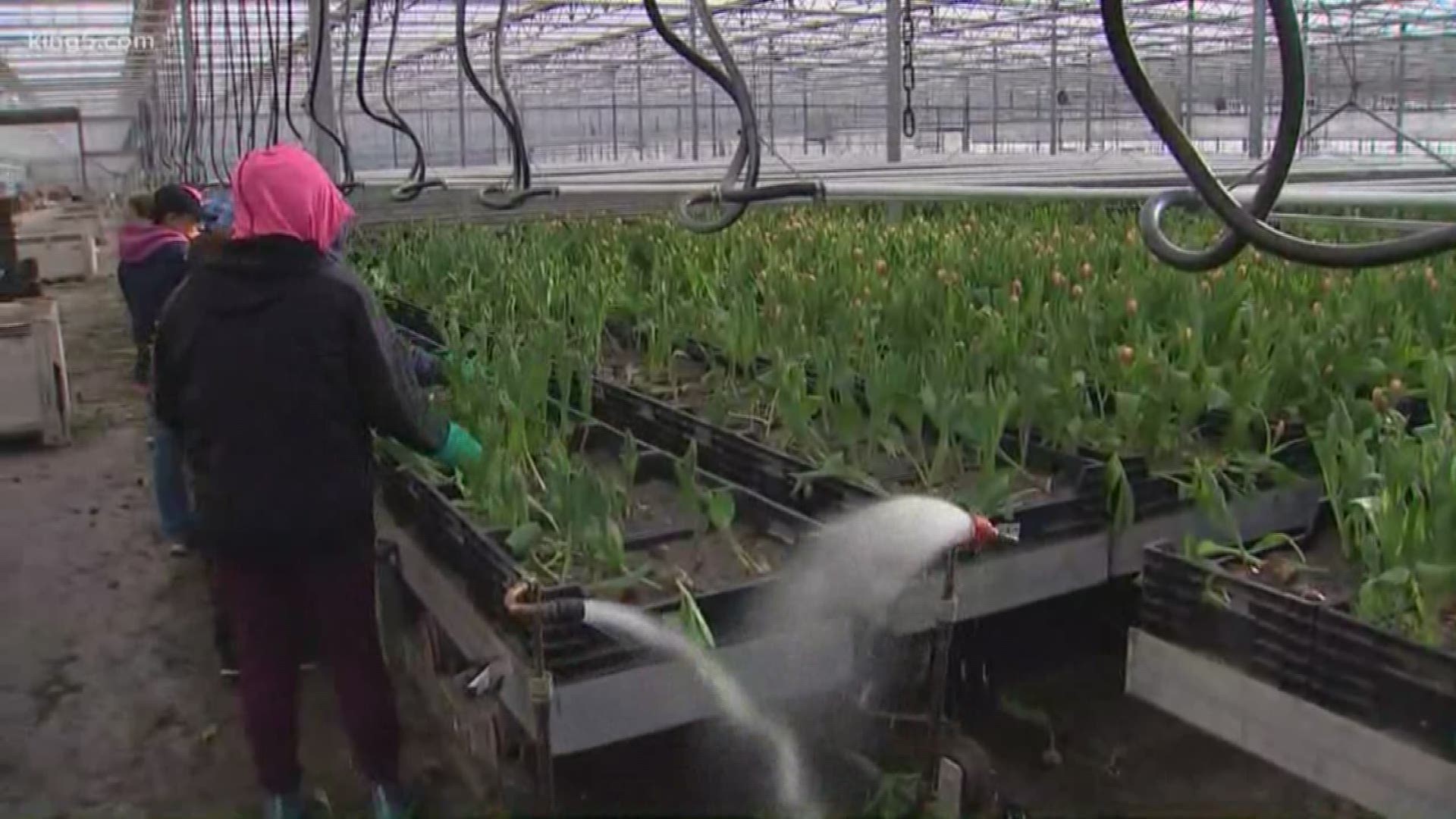 Now that the annual Tulip festival in Skagit County is over what happens to the tulips? KING 5's Jordan Wilkerson went inside the greenhouse at RoozenGaarde to find out.