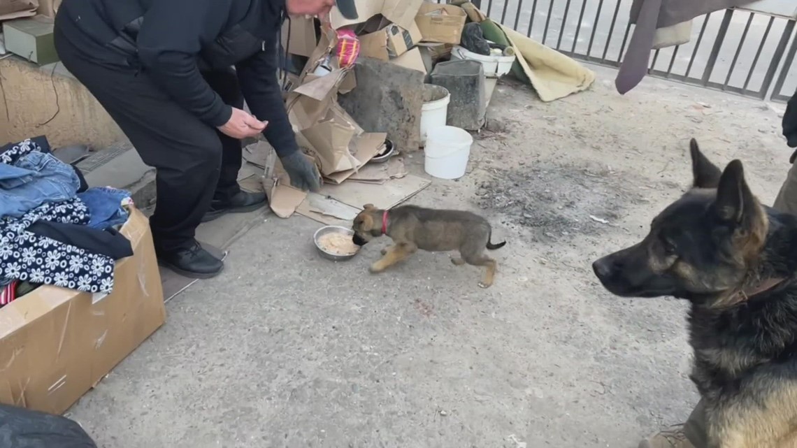 Seattle-area volunteers continue to help the lost animals of Ukraine nearly 1 year later - Vimarsana News