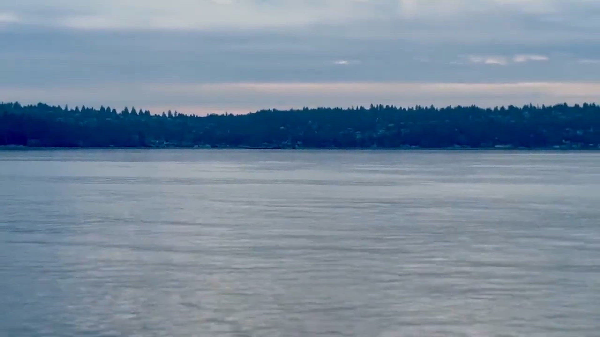 This morning aboard the King County Water Taxi….whales AND the mountain.
Credit: Nicole Rogers