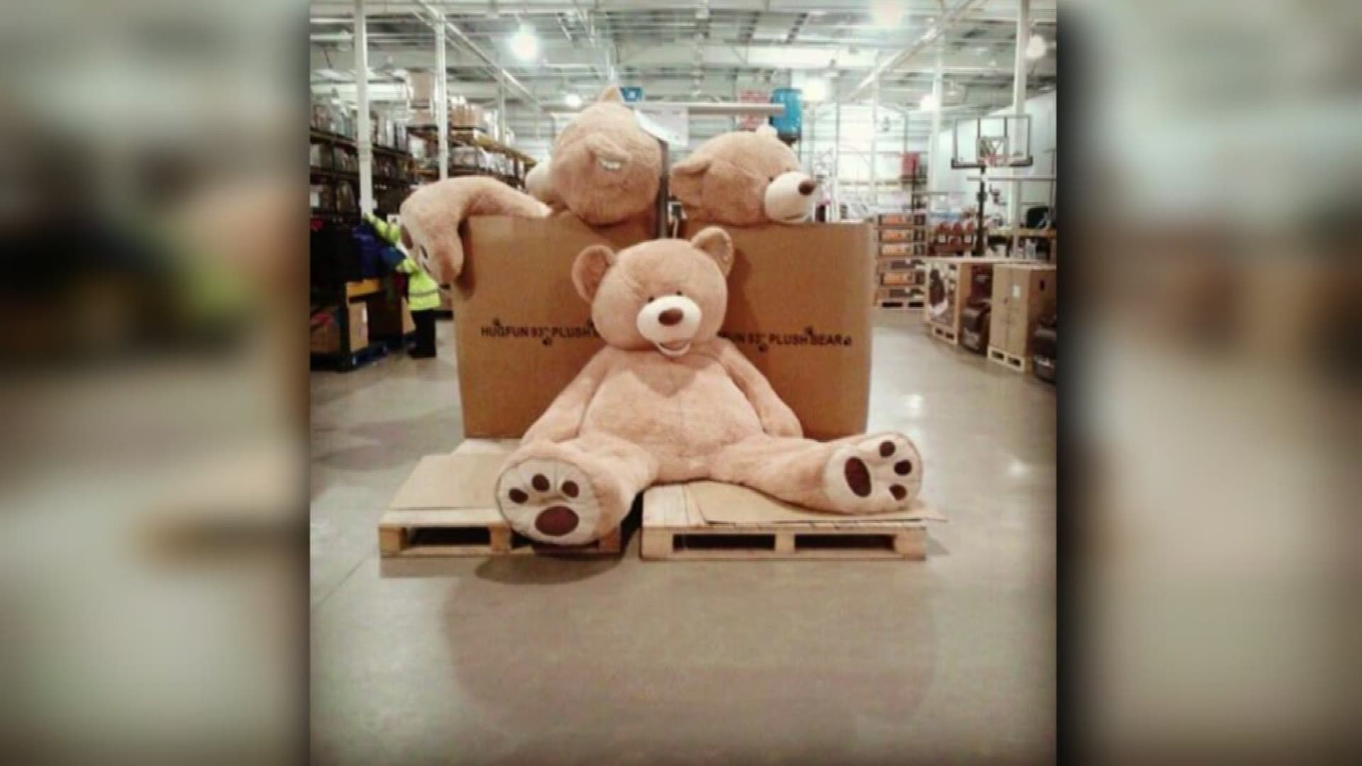 $10 giant teddy bears