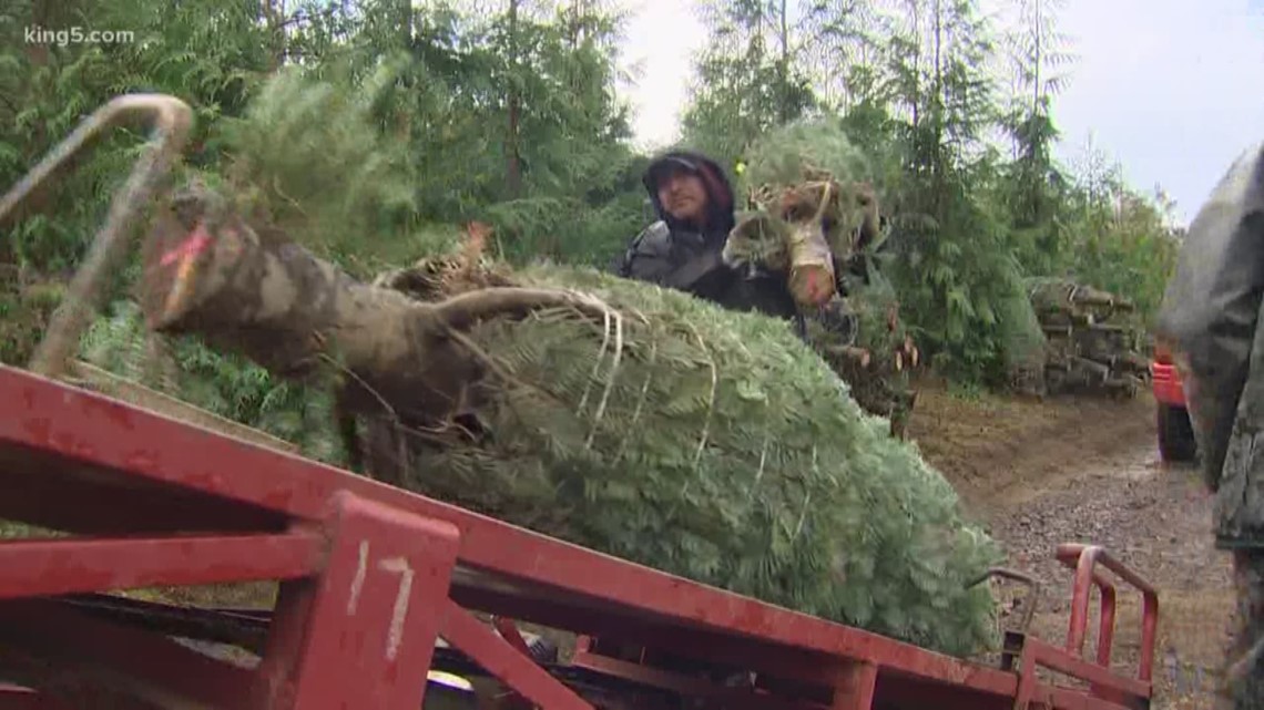You can now get a permit online to cut down a Christmas tree in some