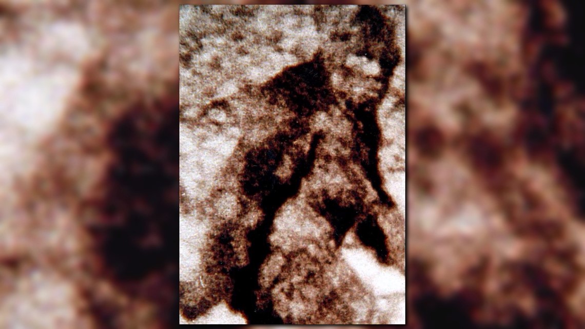 FBI unveils documents related to 1970s Bigfoot investigation - ABC