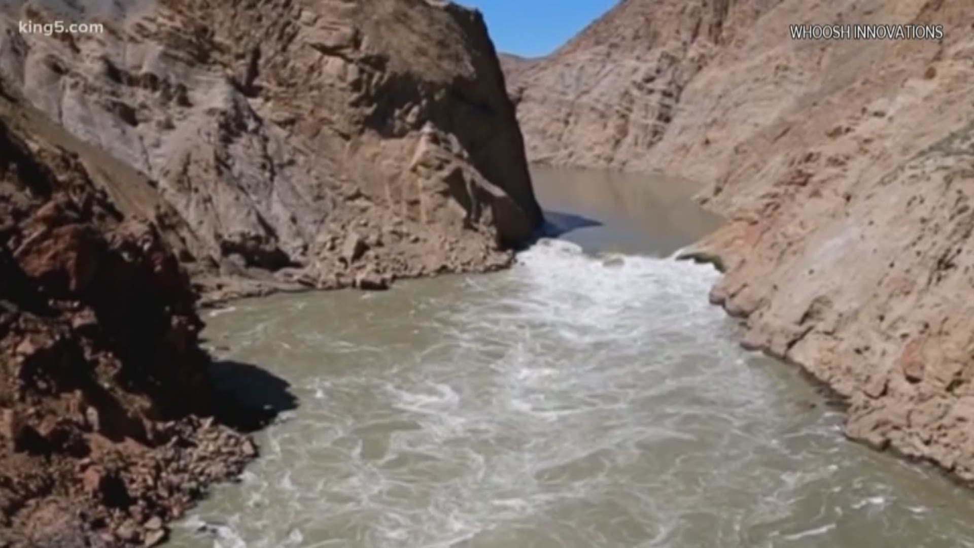 Salmon are unable to move after a rock slide on the Fraiser River.