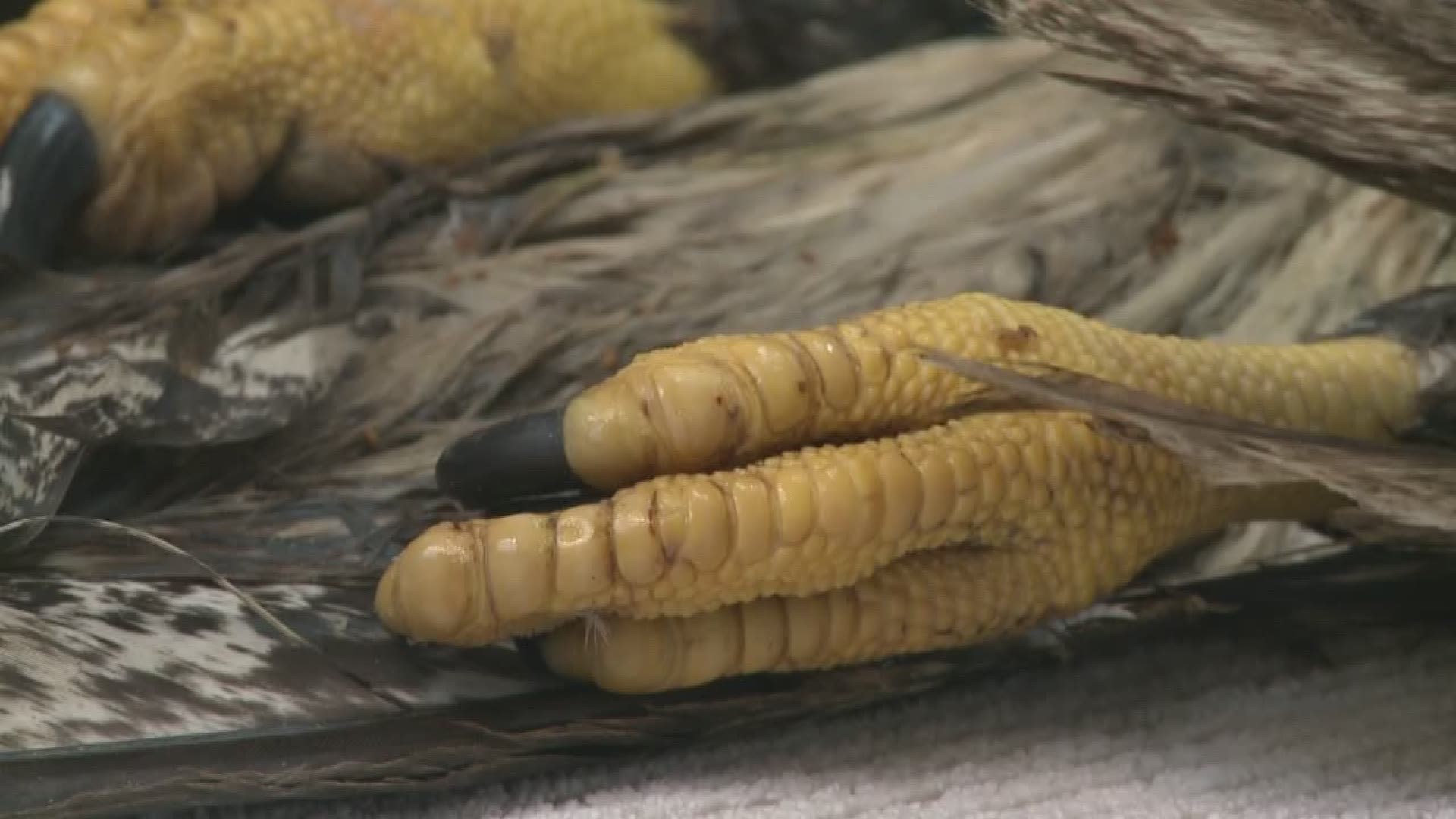 Bald eagle dies after eating trash | king5.com
