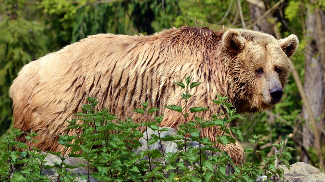 Feds again consider reintroducing grizzlies to North Cascades