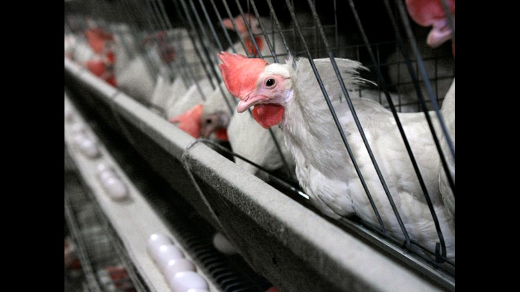 Washington state asks live poultry sales to end because of bird flu