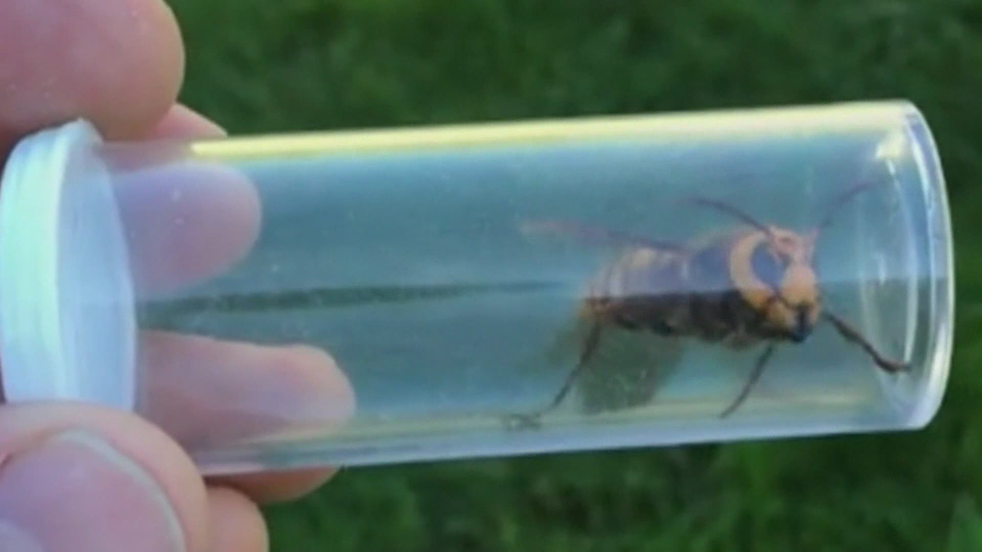 The infamous Asian giant hornets still pose a massive threat to the state's honeybee population.